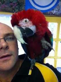 Stolen Macaw