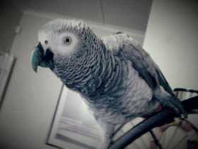 Stolen African Grey