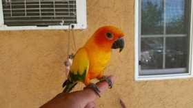 Stolen Conure