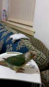 Stolen Conure