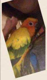 Stolen Conure