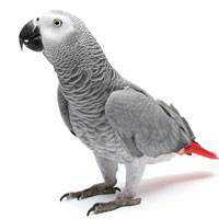 Stolen African Grey