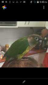 Stolen Conure