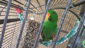 Stolen Eclectus