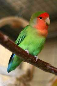 Stolen Lovebird