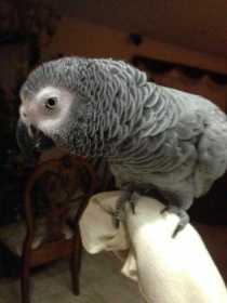 Stolen African Grey