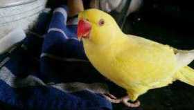 Stolen Indian Ringneck Parakeet
