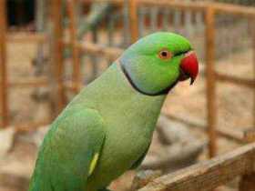 Stolen Indian Ringneck Parakeet