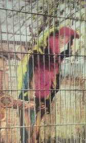 Stolen Macaw