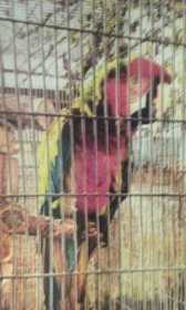 Stolen Macaw