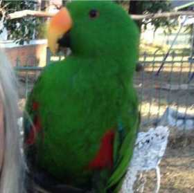 Stolen Eclectus