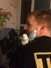 Stolen Budgerigar