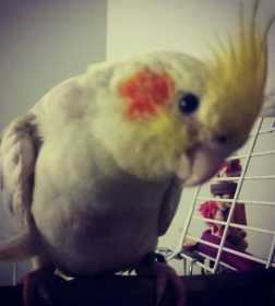 Stolen Cockatiel