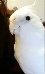 Stolen Cockatiel