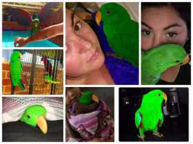 Stolen Eclectus