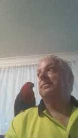 Stolen Eclectus