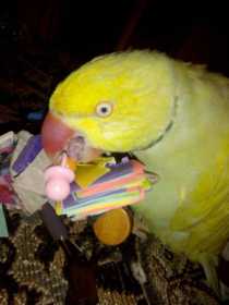 Stolen African Ringneck Parakeet