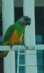 Stolen Senegal