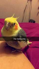 Stolen Cockatiel