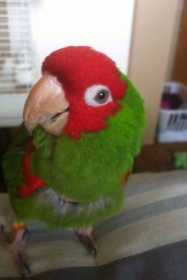 Stolen Conure