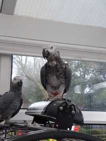 Stolen African Grey