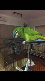 Stolen Macaw