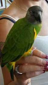 Stolen Senegal