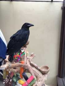 Stolen Crow / Raven