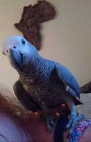 Stolen African Grey