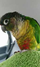 Stolen Conure