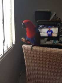 Stolen Eclectus