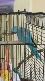 Stolen Indian Ringneck Parakeet