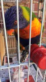 Stolen Lory / Lorikeet