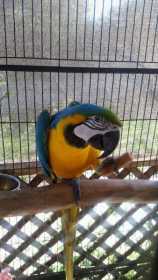 Stolen Macaw