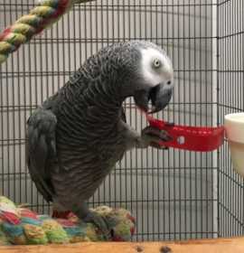 Stolen African Grey