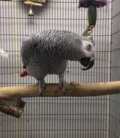 Stolen African Grey