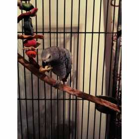 Stolen African Grey