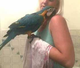 Stolen Macaw