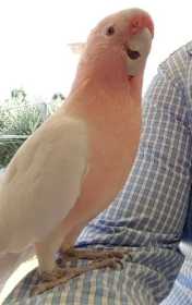 Stolen Major Mitchell Cockatoo