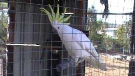 Stolen Cockatoo