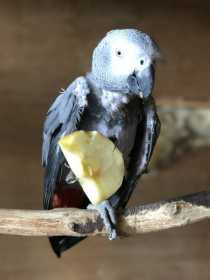 Stolen African Grey