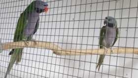 Stolen Derbyan Parakeet