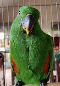 Stolen Eclectus