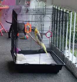 Stolen Cockatiel