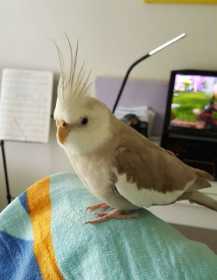 Stolen Cockatiel