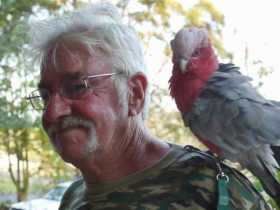 Stolen Galah Cockatoo