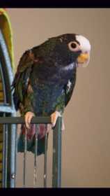 Stolen Pionus