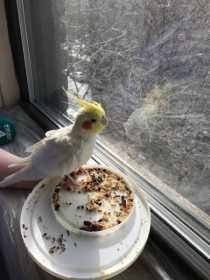 Stolen Cockatiel