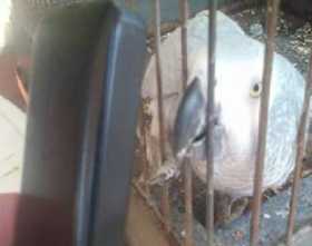 Stolen African Grey