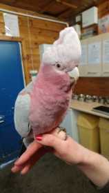 Stolen Galah Cockatoo